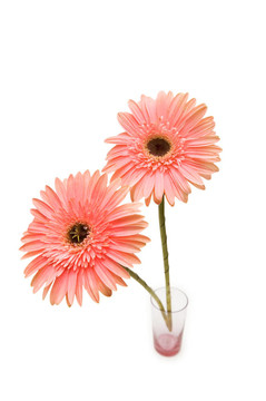 Gerber daisy孤立在白色背景