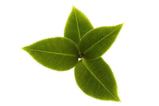 白色背景下新鮮茶樹枝