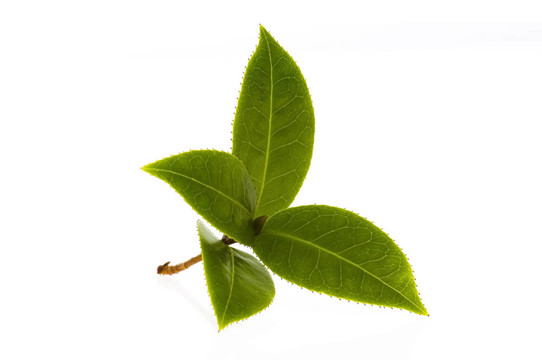 白色背景下新鮮茶樹枝