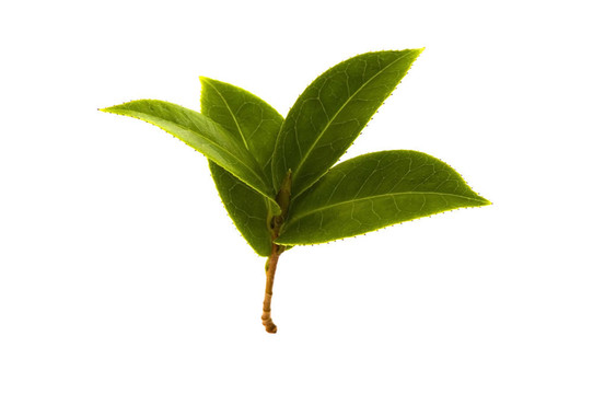 白色背景下新鮮茶樹枝