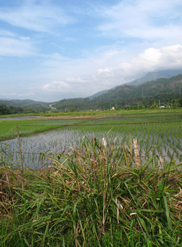 稻田