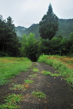 通往樹林的漫長道路