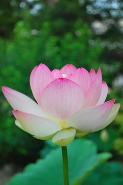 盛開的蓮花