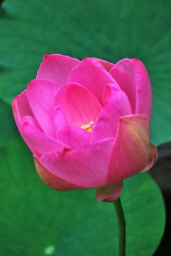 盛開的蓮花