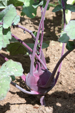 紫甘藍(lán)