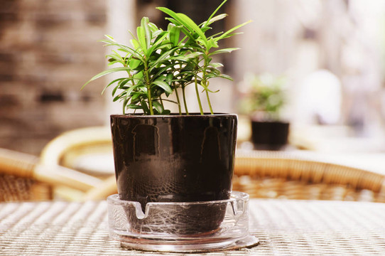 小型盆栽植物