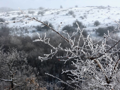 冰雪覆蓋的樹枝