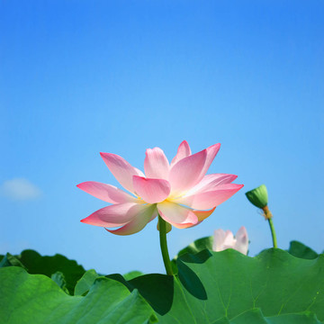 荷花在夏天