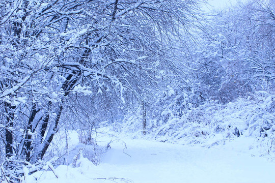 冰雪覆蓋的冬季公園路