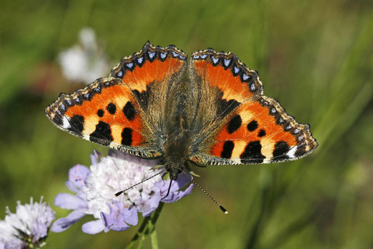 小龜；（Nymphalis urticae；Aglais urticae）