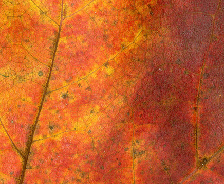 黃色和紅色葉