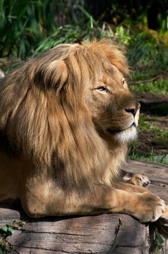 獅子休息