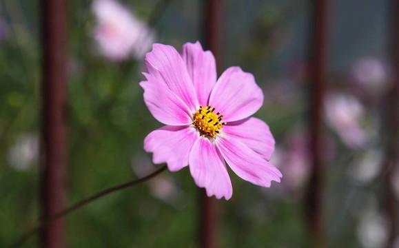 花園里的美麗的小花