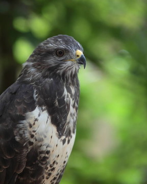 一個(gè)雄偉的肖像（普通鵟Buteo buteo）