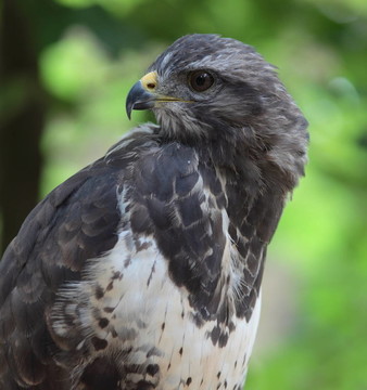 靠近一個(gè)雄偉的普通鵟（Buteo buteo）close-u觀