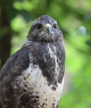 靠近一個(gè)雄偉的普通鵟（Buteo buteo）close-u觀