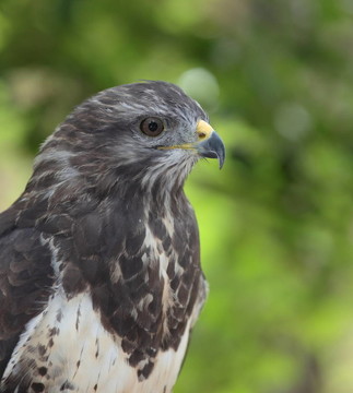 靠近一個(gè)雄偉的普通鵟（Buteo buteo）close-u觀