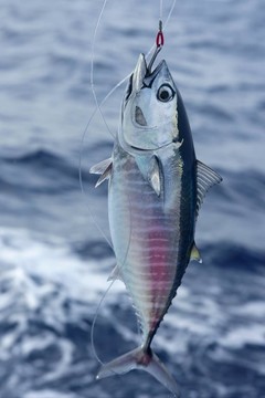藍(lán)鰭金槍魚的捕獲和釋放