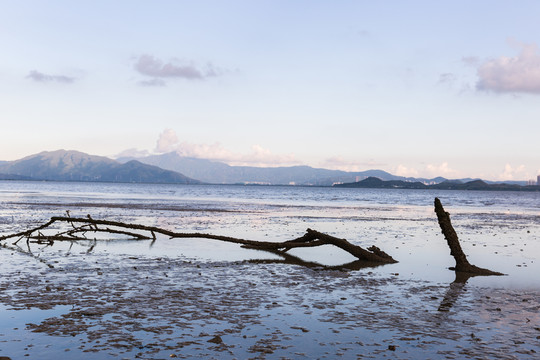 枯樹枝