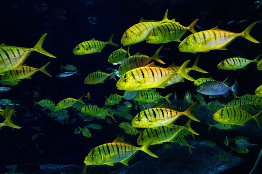 水族館