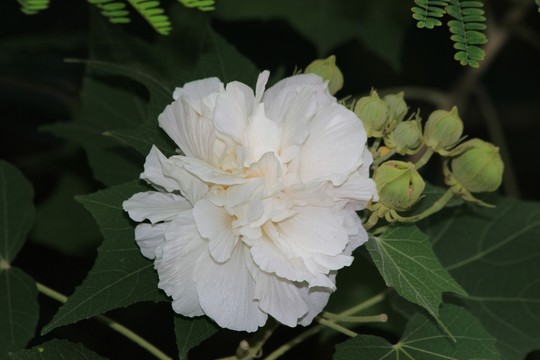 白花綻放