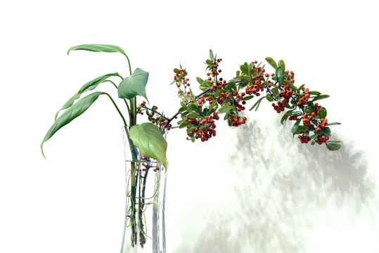 綠色植物盆