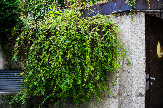 綠色植物