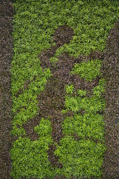 植物組畫(huà)