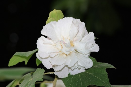 清純的木芙蓉