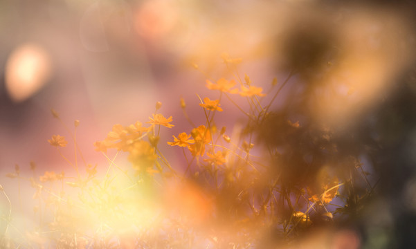 格桑花
