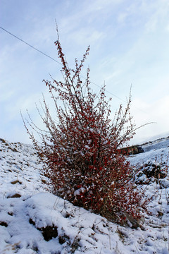 雪地野草