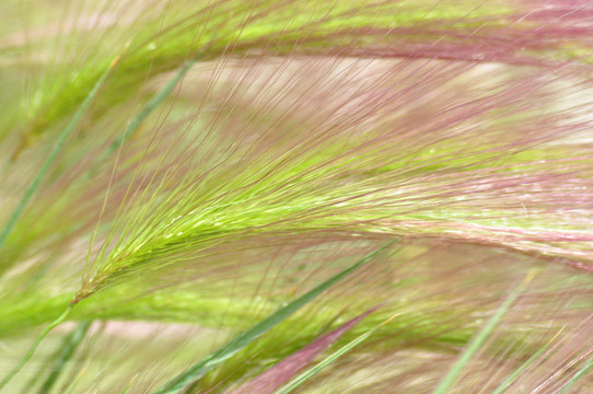狐尾草大麥（Hordeum jubatum）