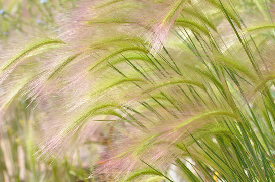 狐尾草大麥（Hordeum jubatum）