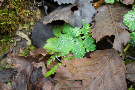秋天的樹葉和特寫黑暗滴在白屈菜綠枝（Ranunculus ficaria）對(duì)天然林苔蘚背景。