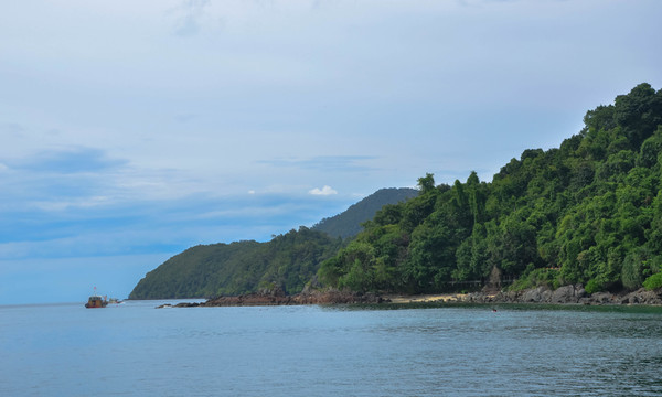 海邊樹林