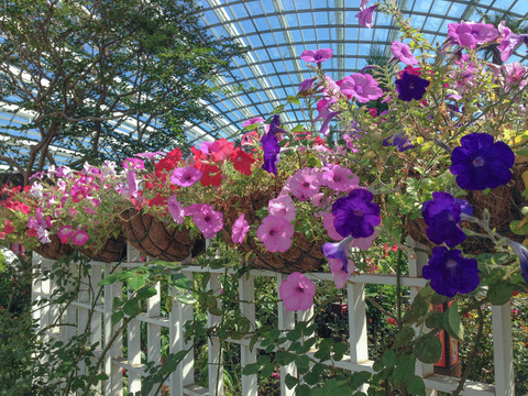花叢