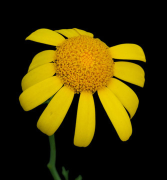 瑪格麗特菊花黃