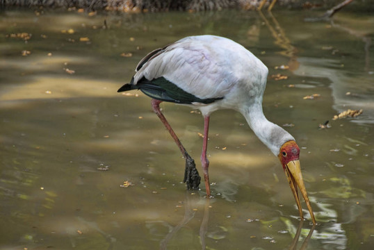吉隆坡鳥類公園