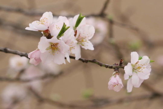 春天