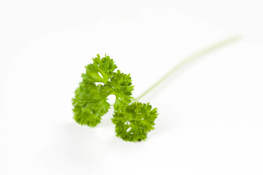 香菜葉分離