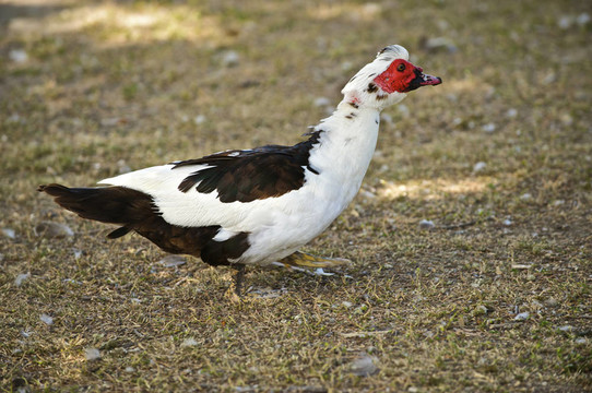白色和Green Muscovy Duck走向水