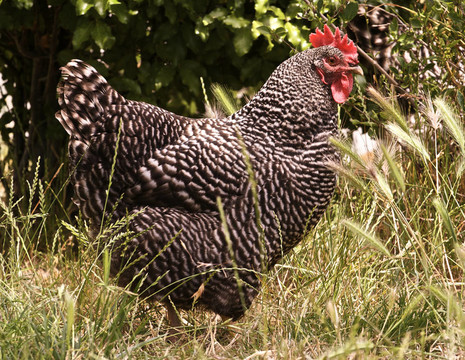 一Banty Rooster簡介