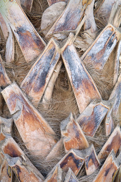 棕櫚樹(shù)的樹(shù)干特寫(xiě)
