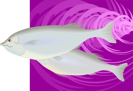 紫色背景中的魚