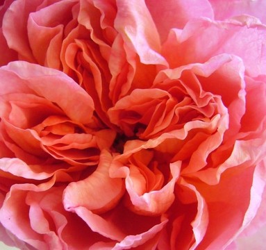山寨花1