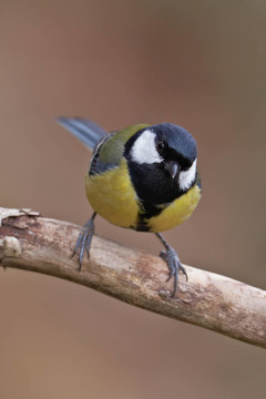 大山雀Parus major；
