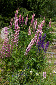 Pink lupine bush跟蹤