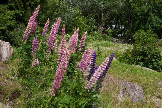 Pink lupine bush跟蹤