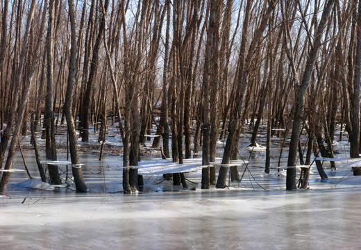 淹水湿地和冰冻湿地上的树木冰架。