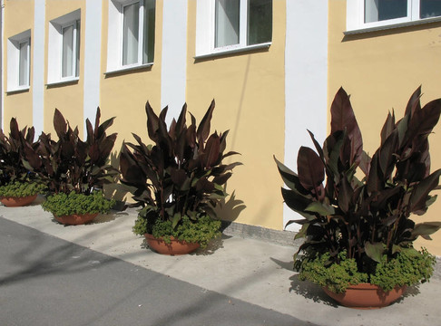 Cordylina fruticosa和Pilea mollis在室外的容器